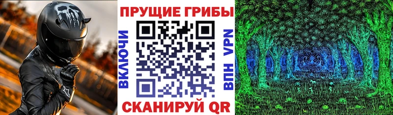 Псилоцибиновые грибы Psilocybe  блэк спрут ссылка  Прохладный 