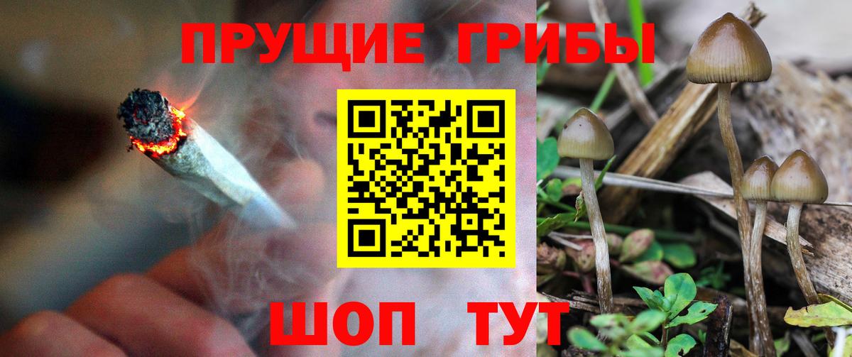 Псилоцибиновые грибы Psilocybine cubensis  Псилоцибиновые грибы MAGIC MUSHROOMS  Прохладный 