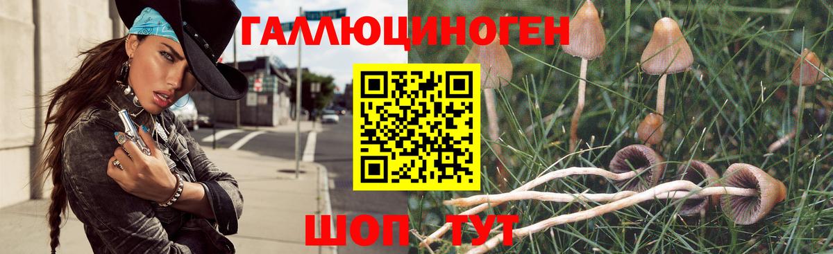 Галлюциногенные грибы Cubensis Прохладный